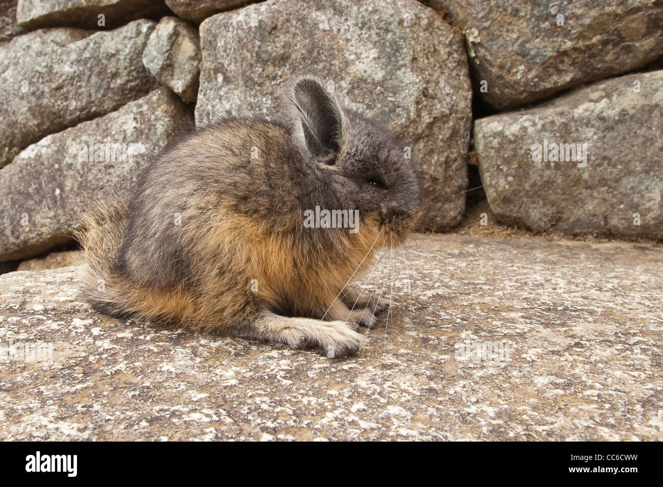 Peru. Chinchilla in der alten Inka-Ruinen von Machu Picchu. Stockfoto