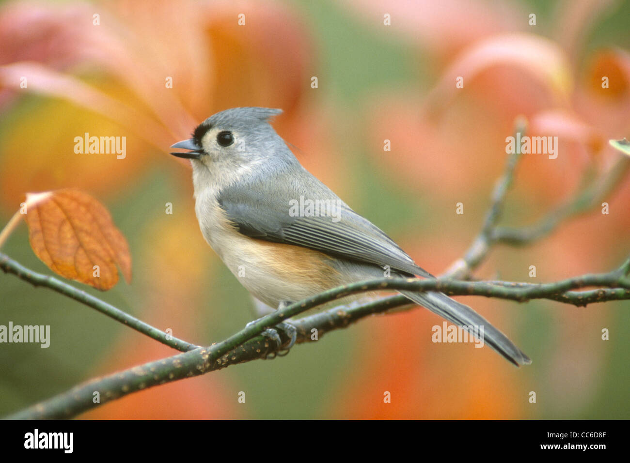 Tufted Meise singen Stockfoto