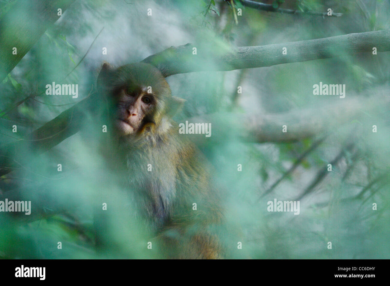 Affe, Mount Emei, Leshan, Sichuan, China Stockfoto