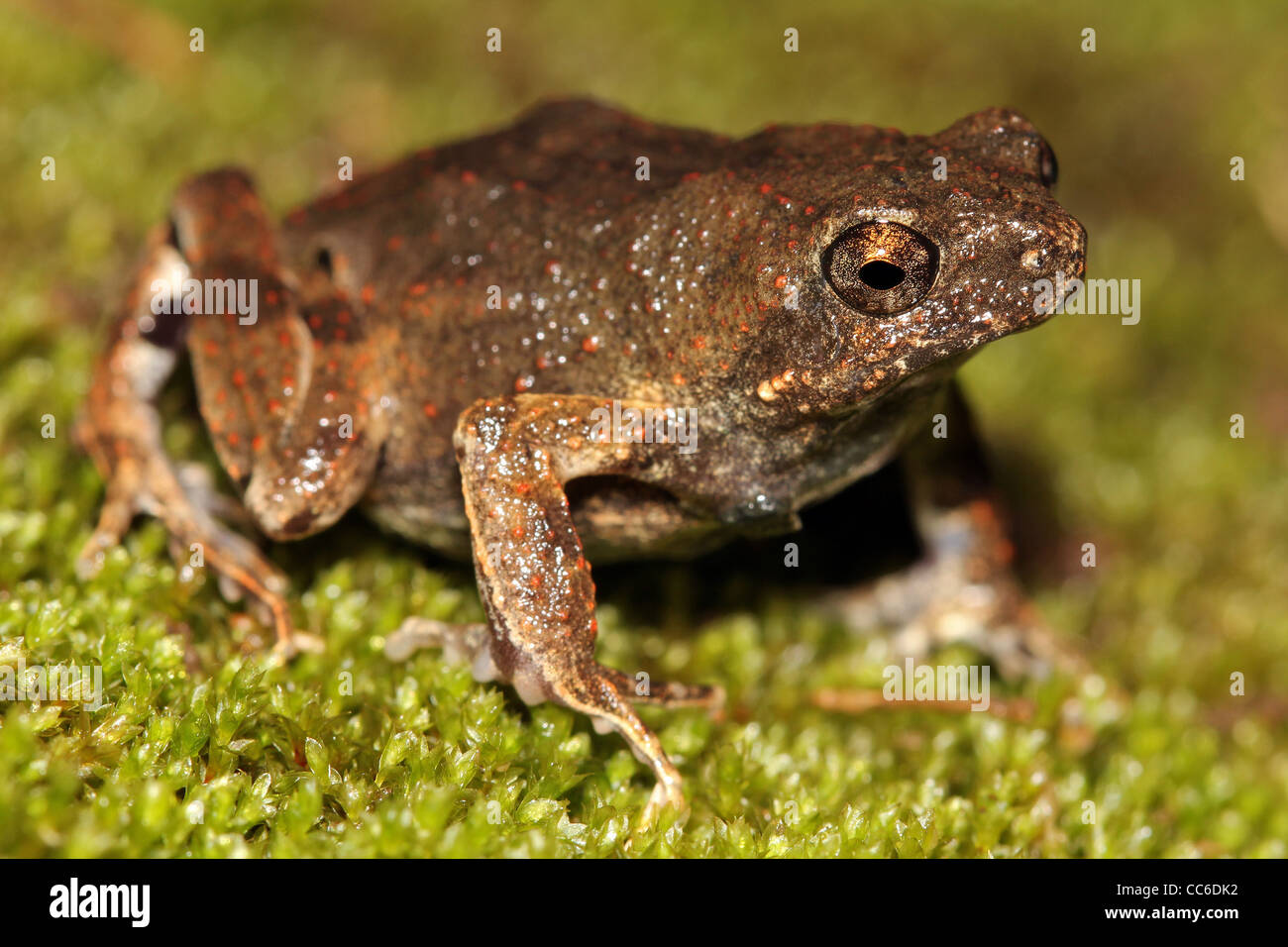 Eine bemalte Wald Toadlet (Engystomops Freibergi vgl. Petersi) im peruanischen Amazonasgebiet Stockfoto