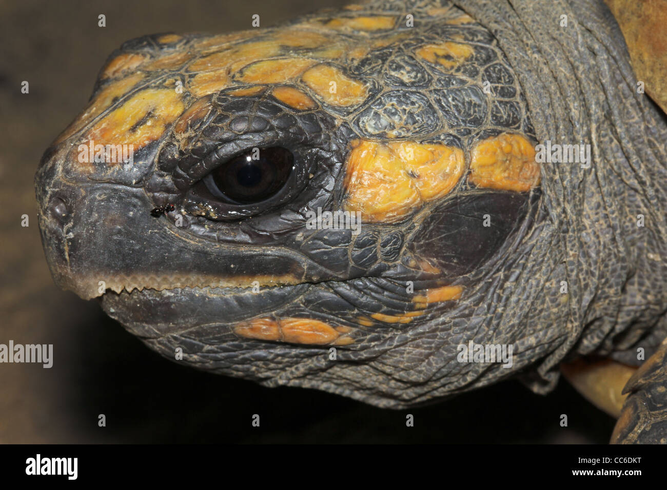 Gelbe Footed Amazon Schildkröte (Geochelone Verbreitungsgebiet) in freier Wildbahn im peruanischen Amazonasgebiet Stockfoto