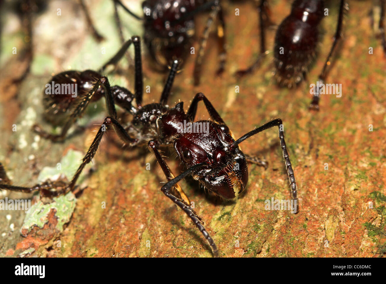 Kugel-Ameisen im peruanischen Amazonasgebiet: schmerzhafte und gefährliche stechenden Insekt der Welt! Stockfoto