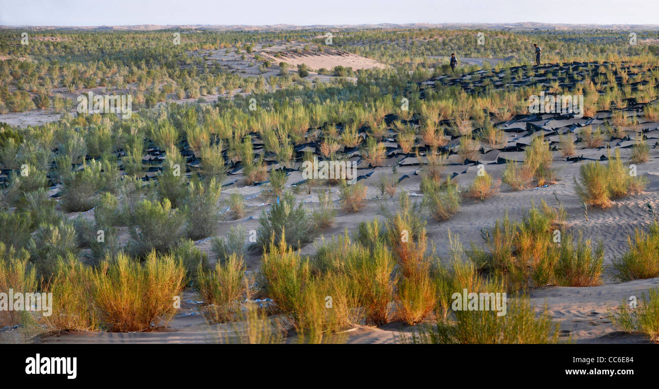 Büsche gepflanzt für verhindern Wüstenbildung, Wuwei, Gansu, China Stockfoto