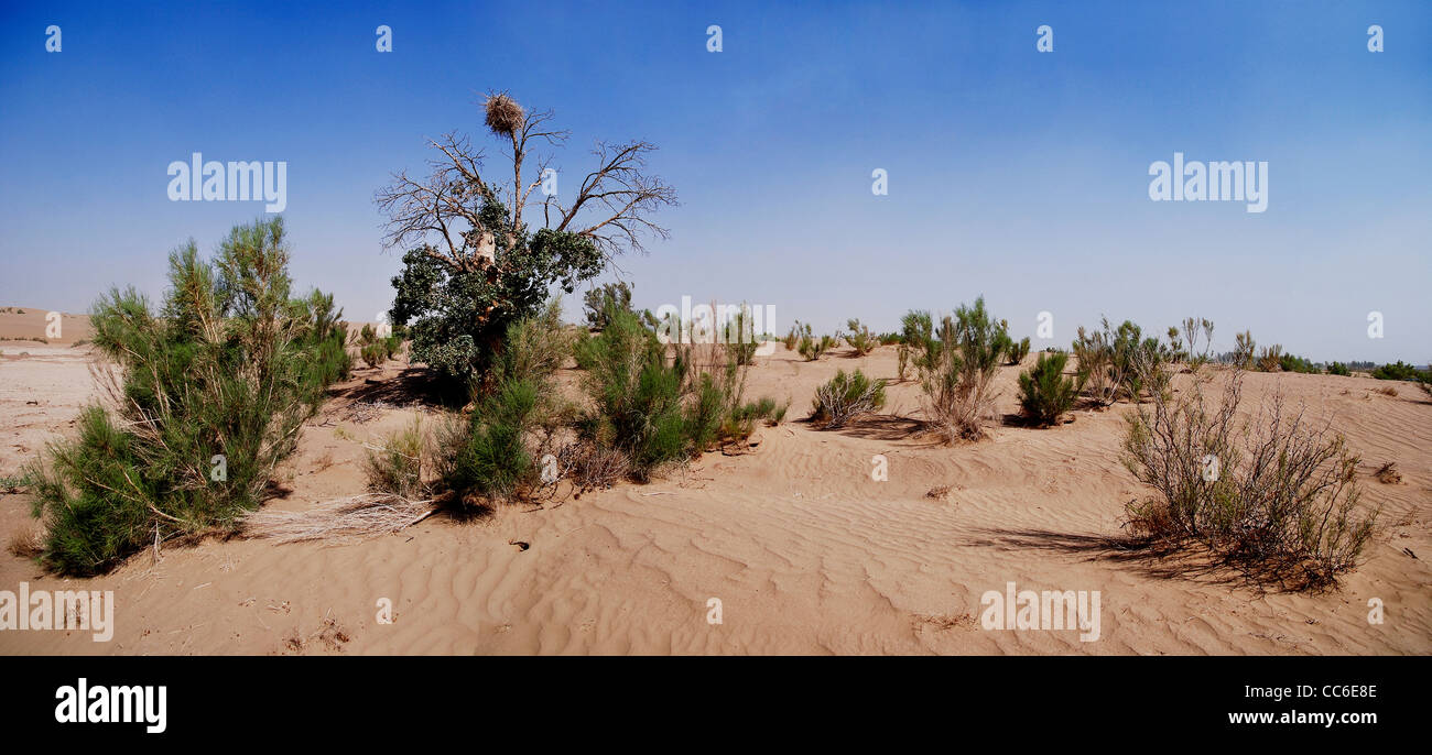 Büsche gepflanzt für verhindern Wüstenbildung, Wuwei, Gansu, China Stockfoto