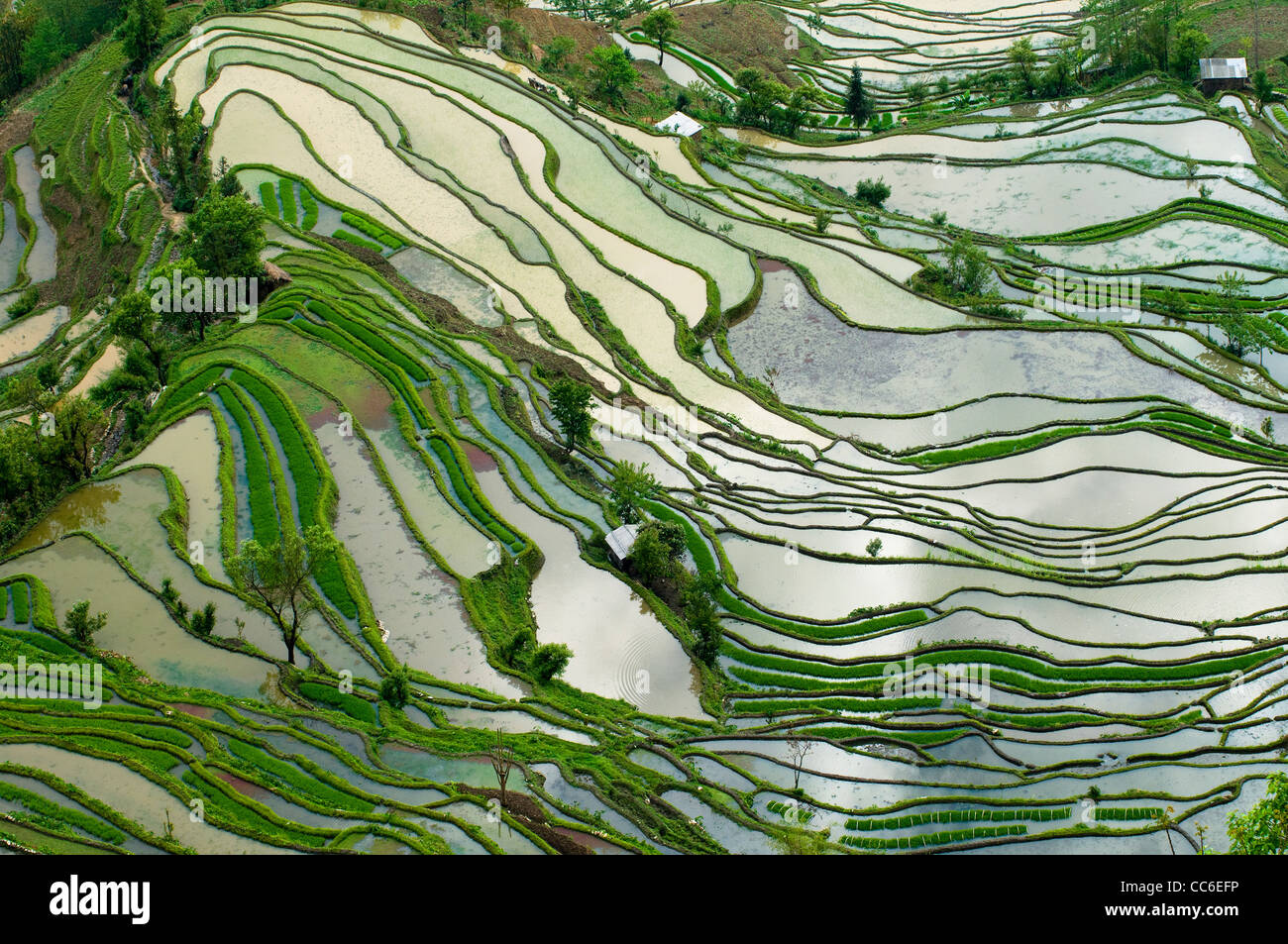 Eine Vogelperspektive von der wunderschönen Reisterrassen in Yanyang. Stockfoto