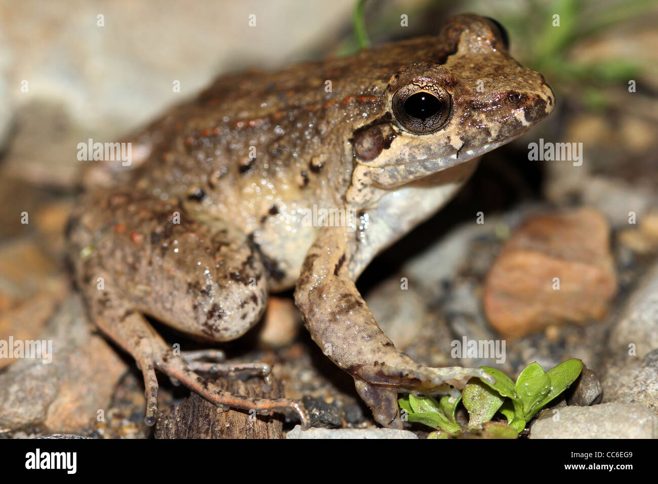 Eine nicht identifizierte Leptodactylus SP. Frosch in der peruanischen Amazonas vielleicht eine neue Art! Stockfoto