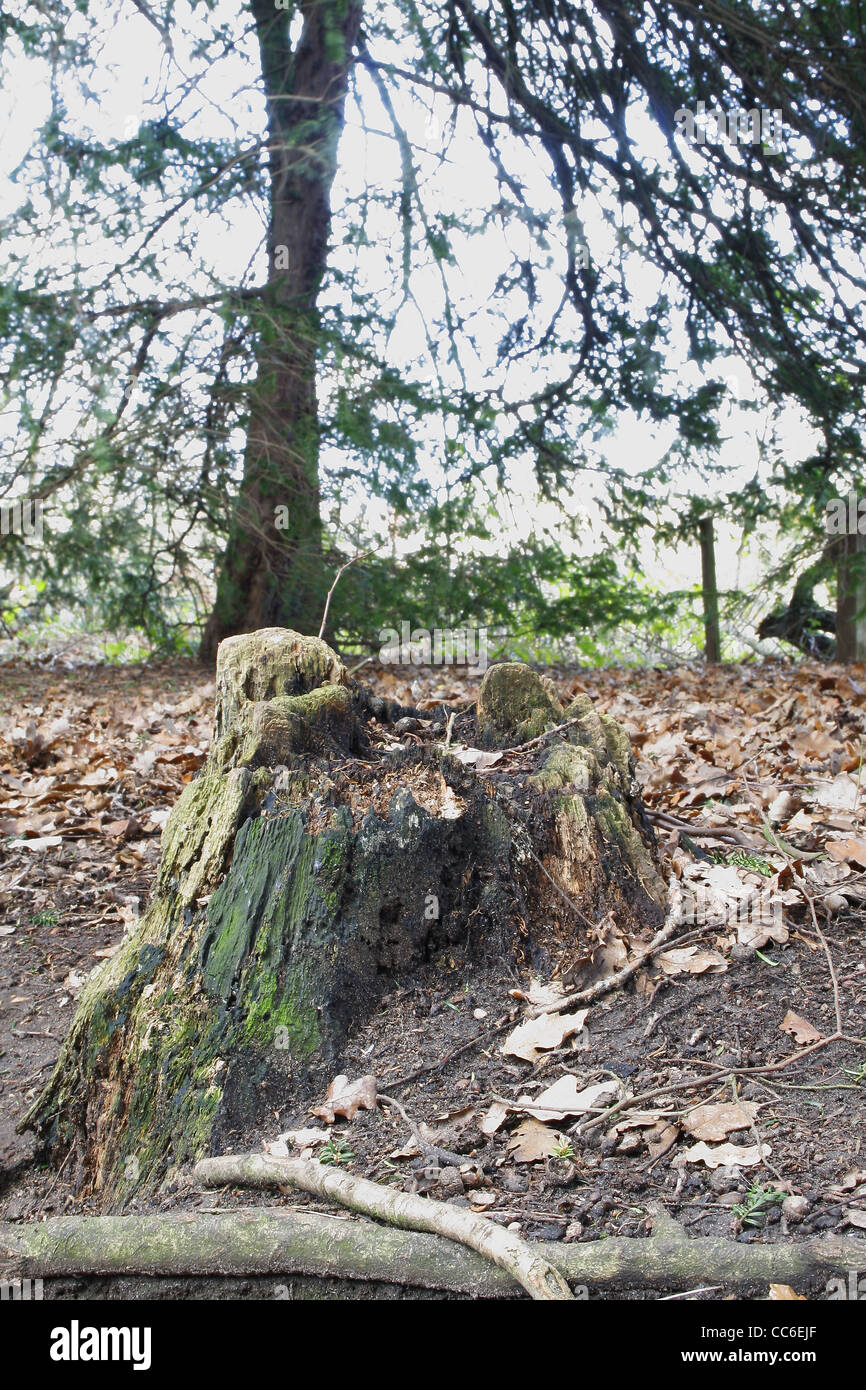 Baumstumpf im Wald in der Nähe von Sparken Hill, Worksop, Notts, England, UK Stockfoto