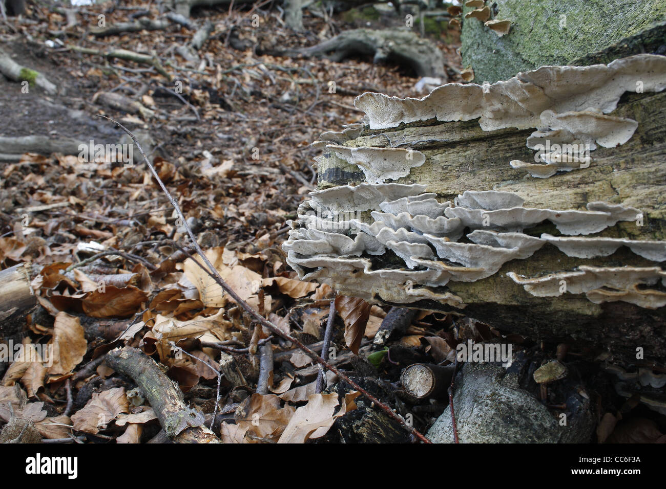 Turkeytail Pilz im Wald in der Nähe von Sparken Hill, Worksop, Notts, England, UK Trametes versicolor (Coriolusextrakt versicolor) Stockfoto