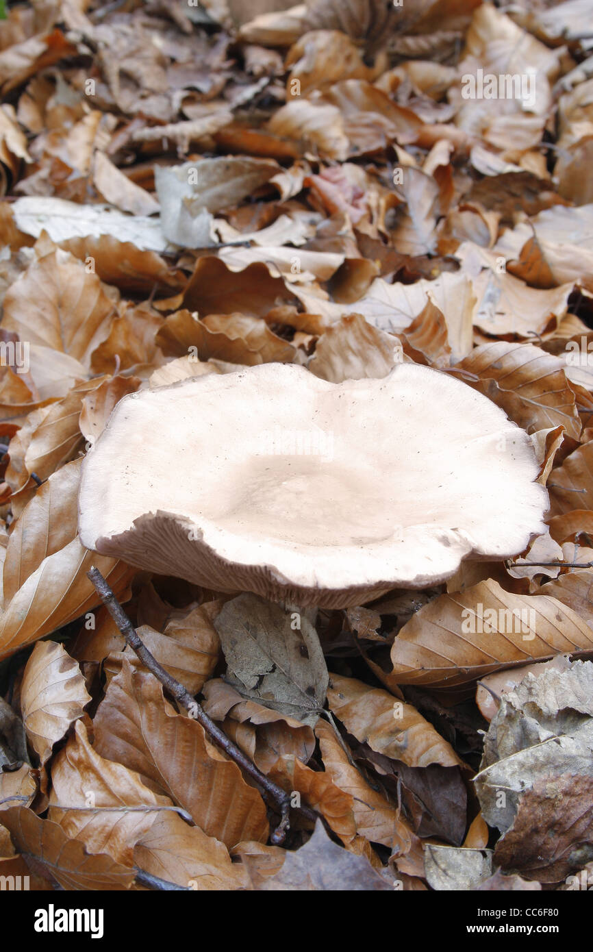 Pilz im Laub im Wald in der Nähe von Sparken Hill, Worksop, Notts, England, UK Stockfoto