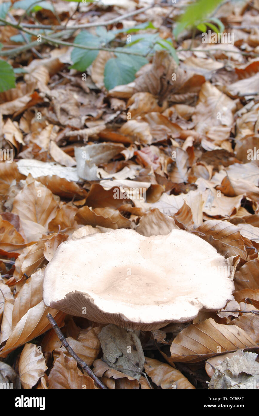 Pilz im Laub im Wald in der Nähe von Sparken Hill, Worksop, Notts, England, UK Stockfoto