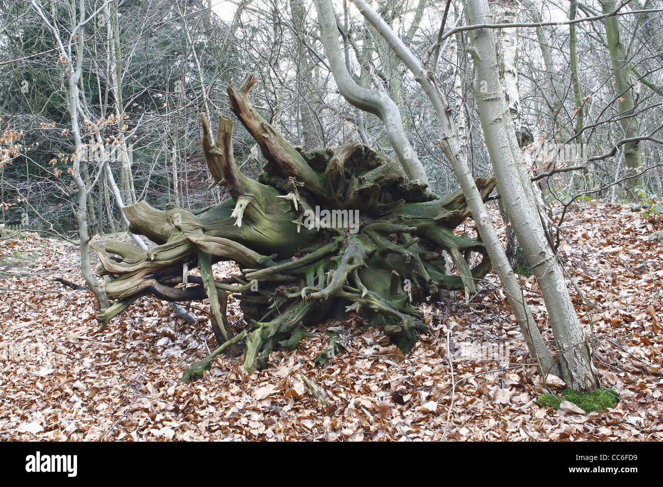 Wurzeln der gefällte Baum im Wald in der Nähe von Sparken Hill, Worksop, Notts, England, UK Stockfoto