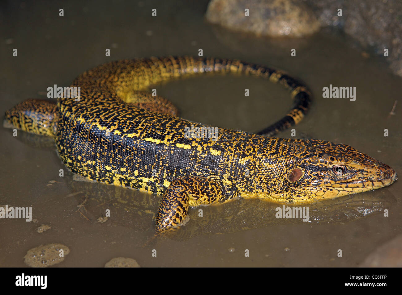 Goldene Teju (Tupinambis Teguixin) im peruanischen Amazonasgebiet Stockfoto