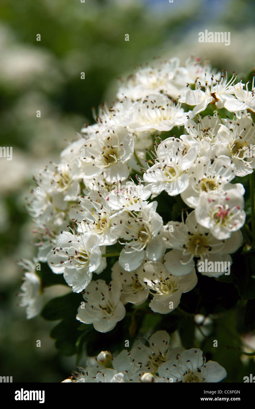 Blüte, blühenden Kirschbaum Baum und grün Hintergrund Stockfoto