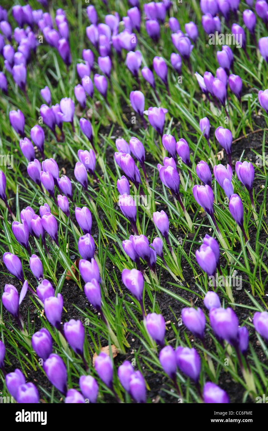 Keukenhof die niederlande Fotos und Bildmaterial in hoher Auflösung