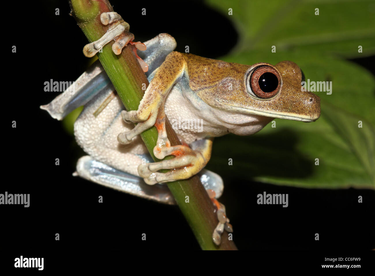 Die Karte Treefrog (Hypsiboas Geographicus) im peruanischen Amazonas isoliert mit Platz für text Stockfoto