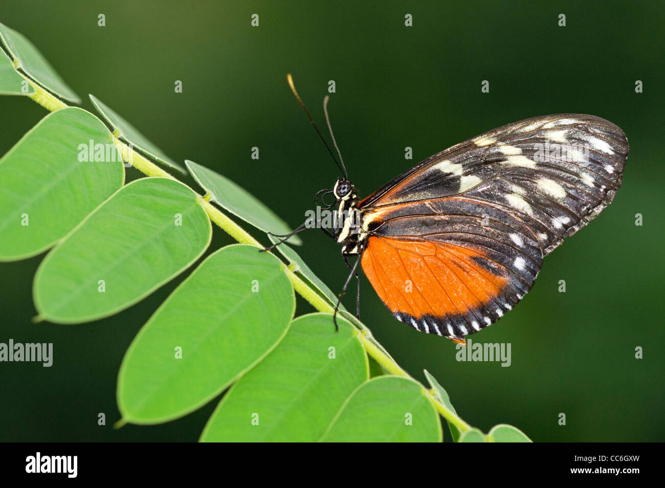 Ein Tiger Longwing Schmetterling in Ruhe Stockfoto