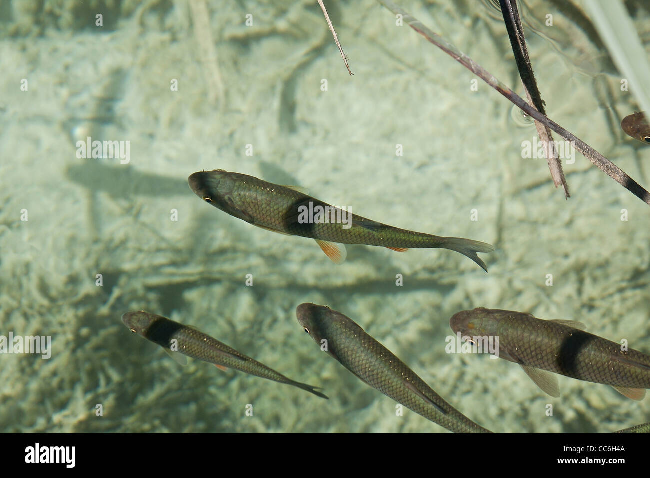 die Fische in reinem Wasser Stockfoto