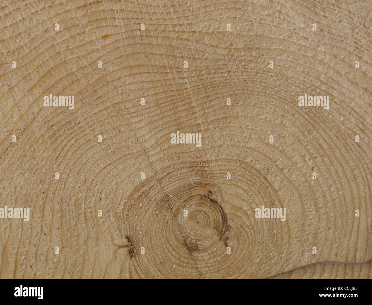 Nahaufnahme von einem Baum-Scheibe / Nahaufnahme Einer Baumscheibe Stockfoto