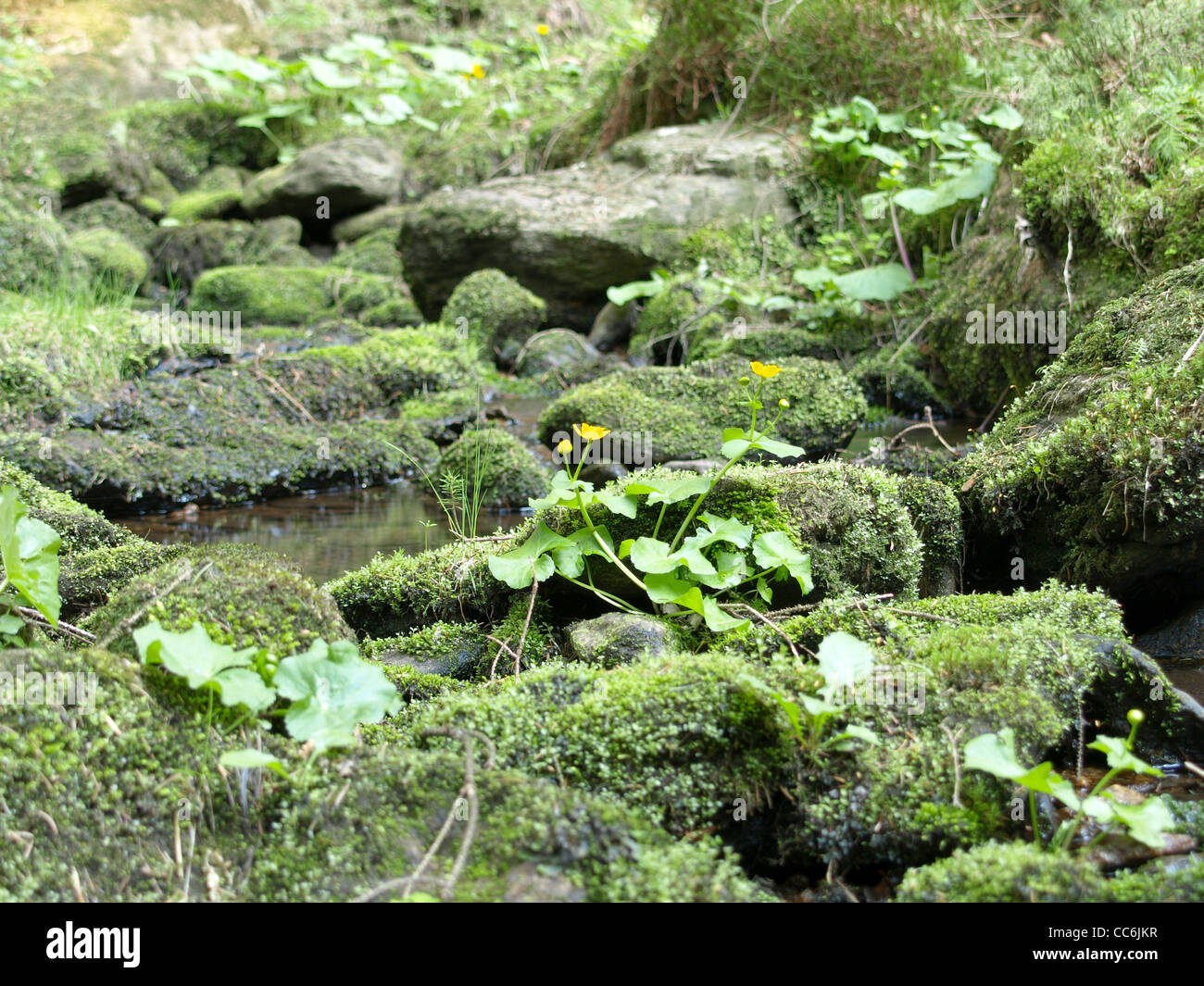 kleinen Bach mit bemoosten Steinen und Sumpfdotterblumen, Marsh Marigold / Kleiner Bach Mit Bemoosten Steinen Und Sumpfdotterblumen Stockfoto