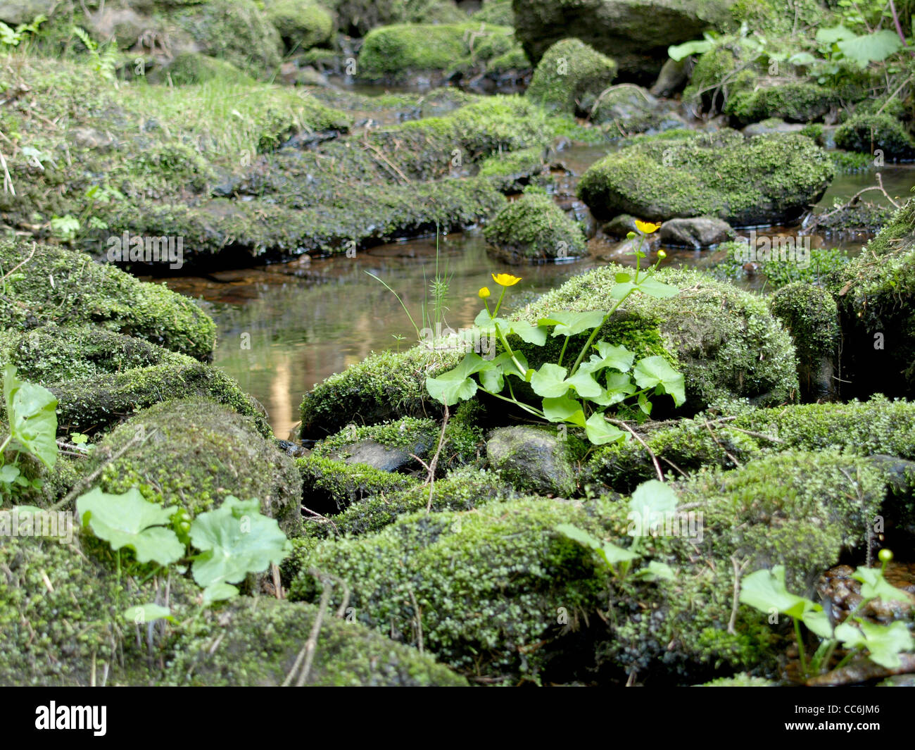 kleinen Bach mit bemoosten Steinen und Sumpfdotterblumen, Marsh Marigold / Kleiner Bach Mit Bemoosten Steinen Und Sumpfdotterblumen Stockfoto