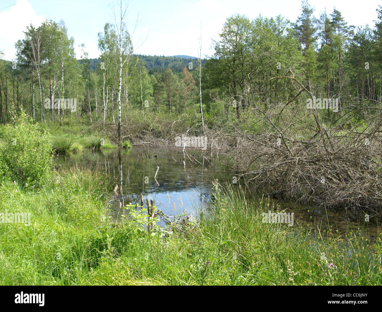 Hochmoor, moor Hügel, Continental erhöht Moor / Arracher Hochmoor