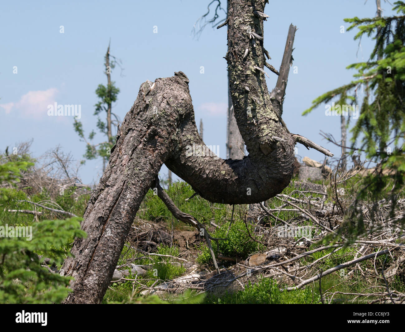 Waldsterben am Berg Osser, Bayerischer Wald, Deutschland / Waldsterben Beim Berg Osser, Bayerischer Wald, Deutschland Stockfoto