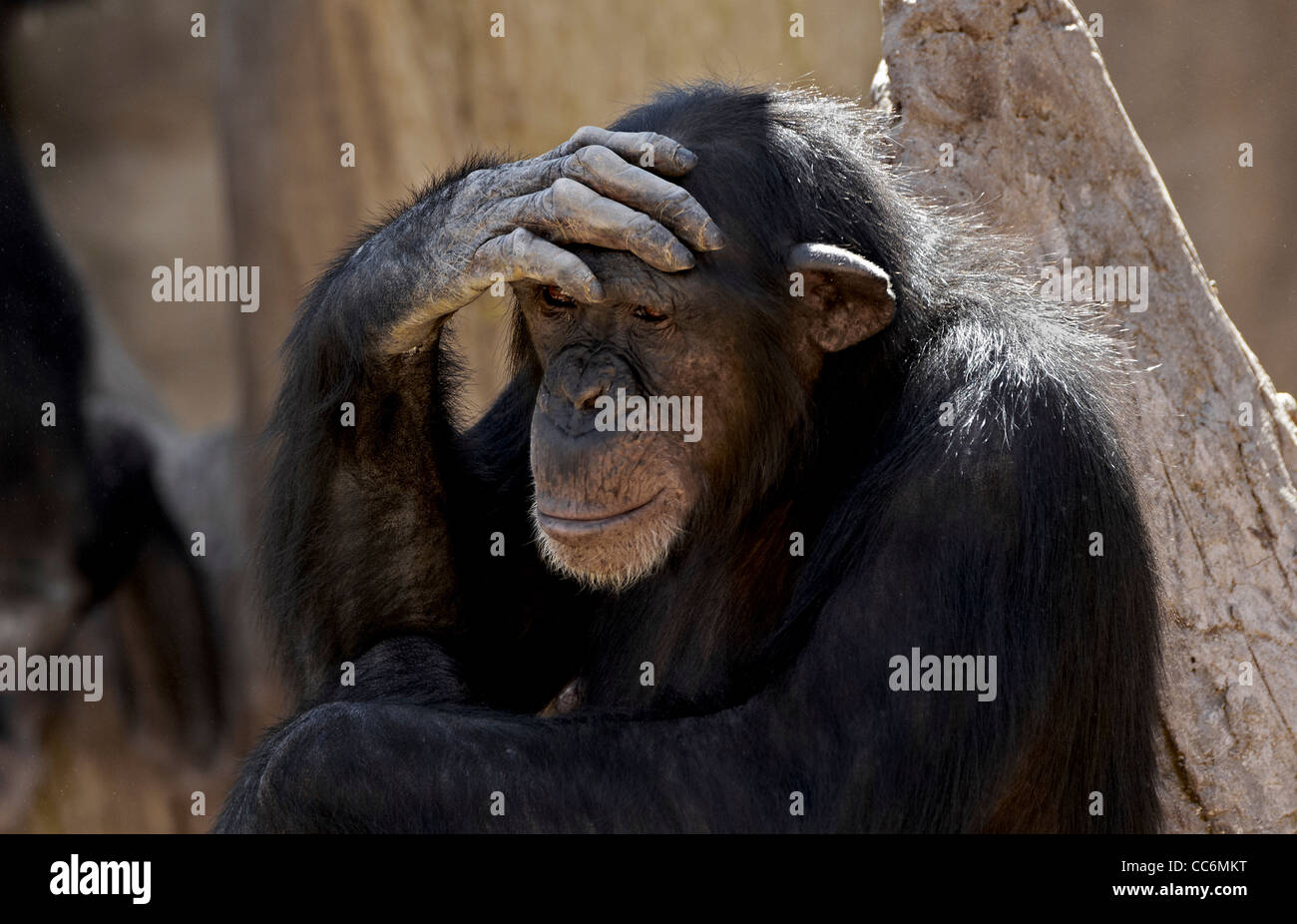 Affe, Schimpanse, Chimpancé, Menschenaffen in Gefangenschaft Stockfoto
