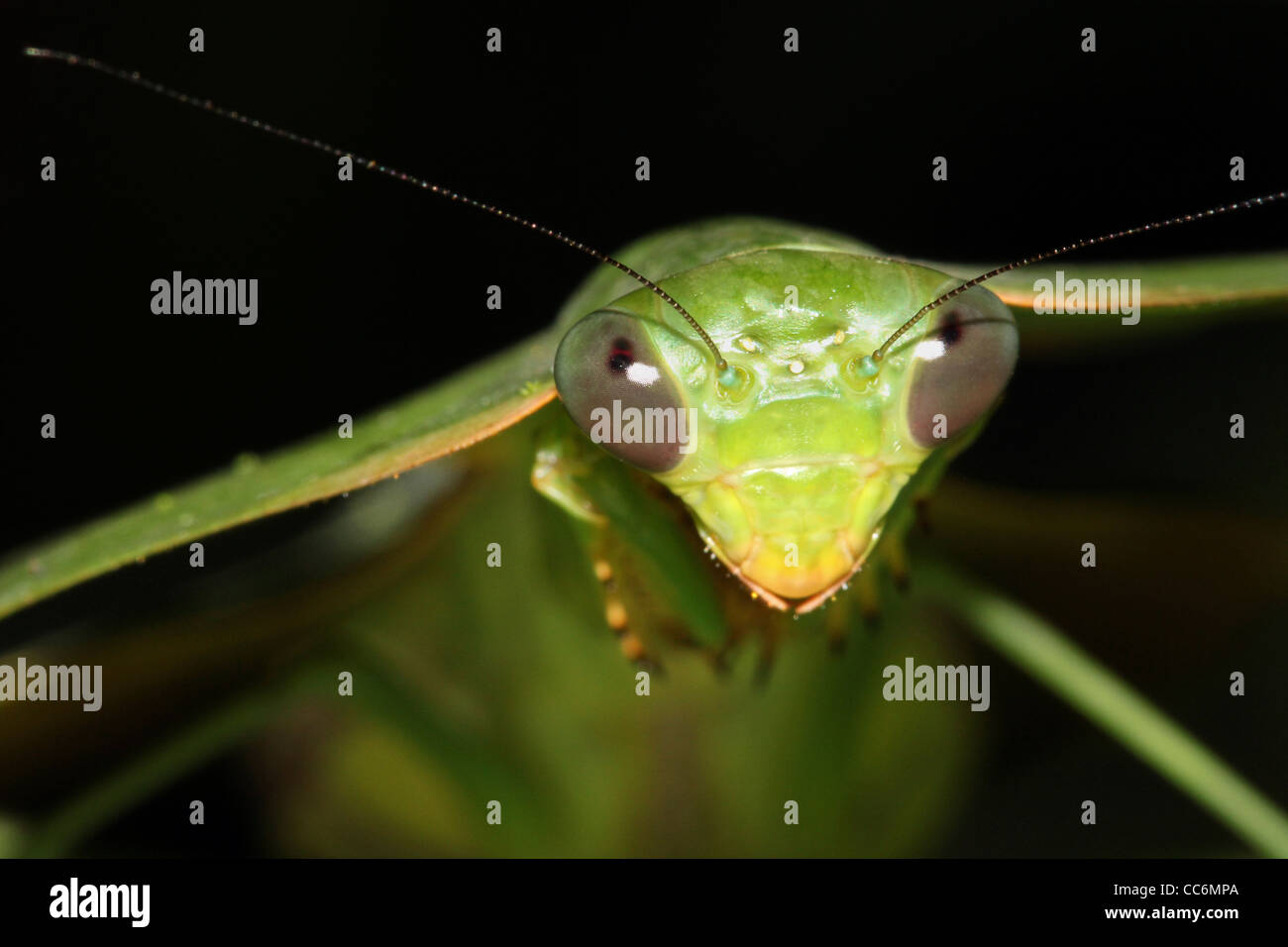 Ein Schild Mantis, Haube Mantis (oder Kapuzen Mantis) oder Blattheuschrecke (oder grünen Mantis) in der peruanischen Amazonas erstaunliche Tarnung! Stockfoto