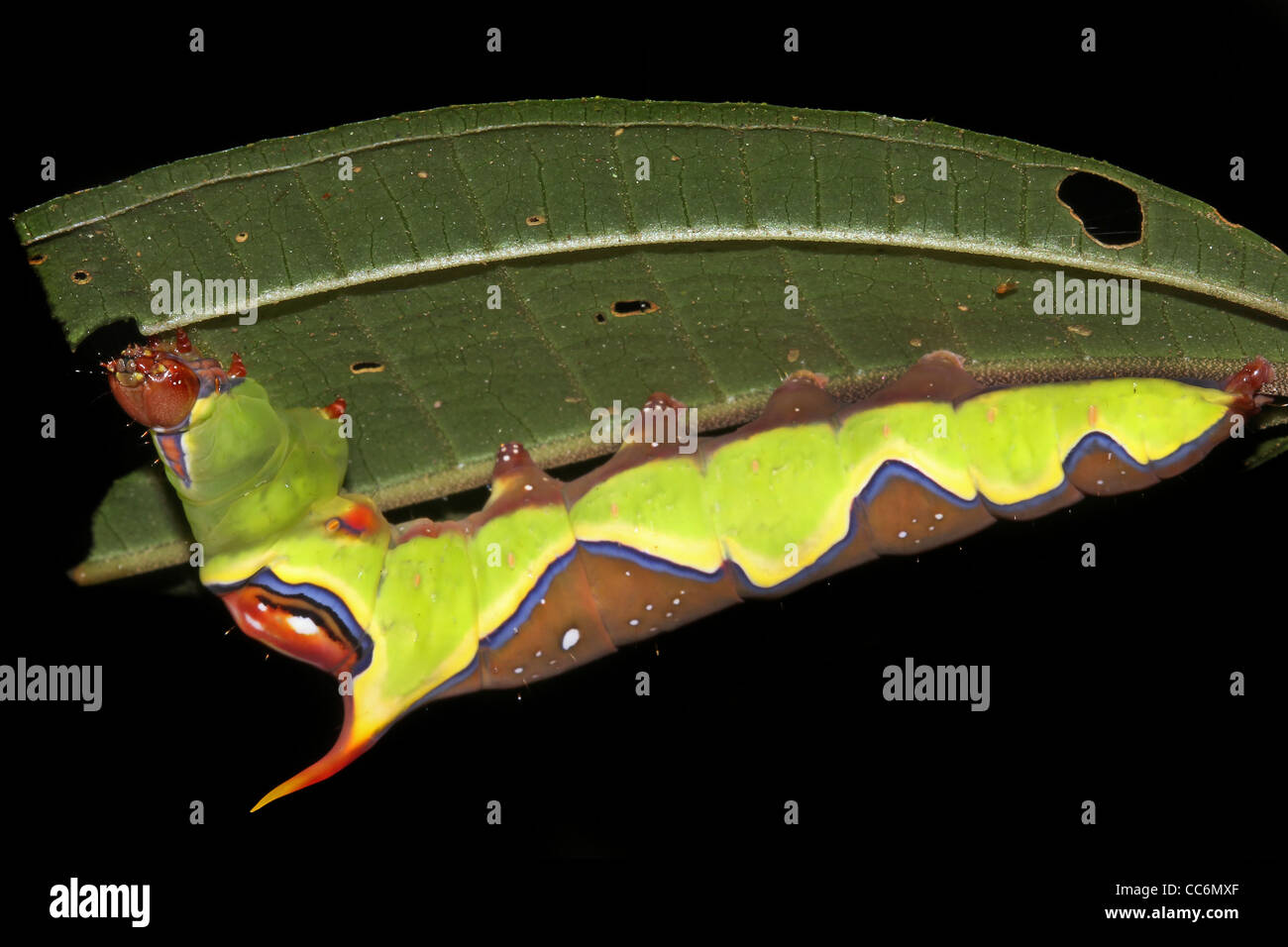 Eine bunte Raupe im peruanischen Amazonasgebiet Stockfoto