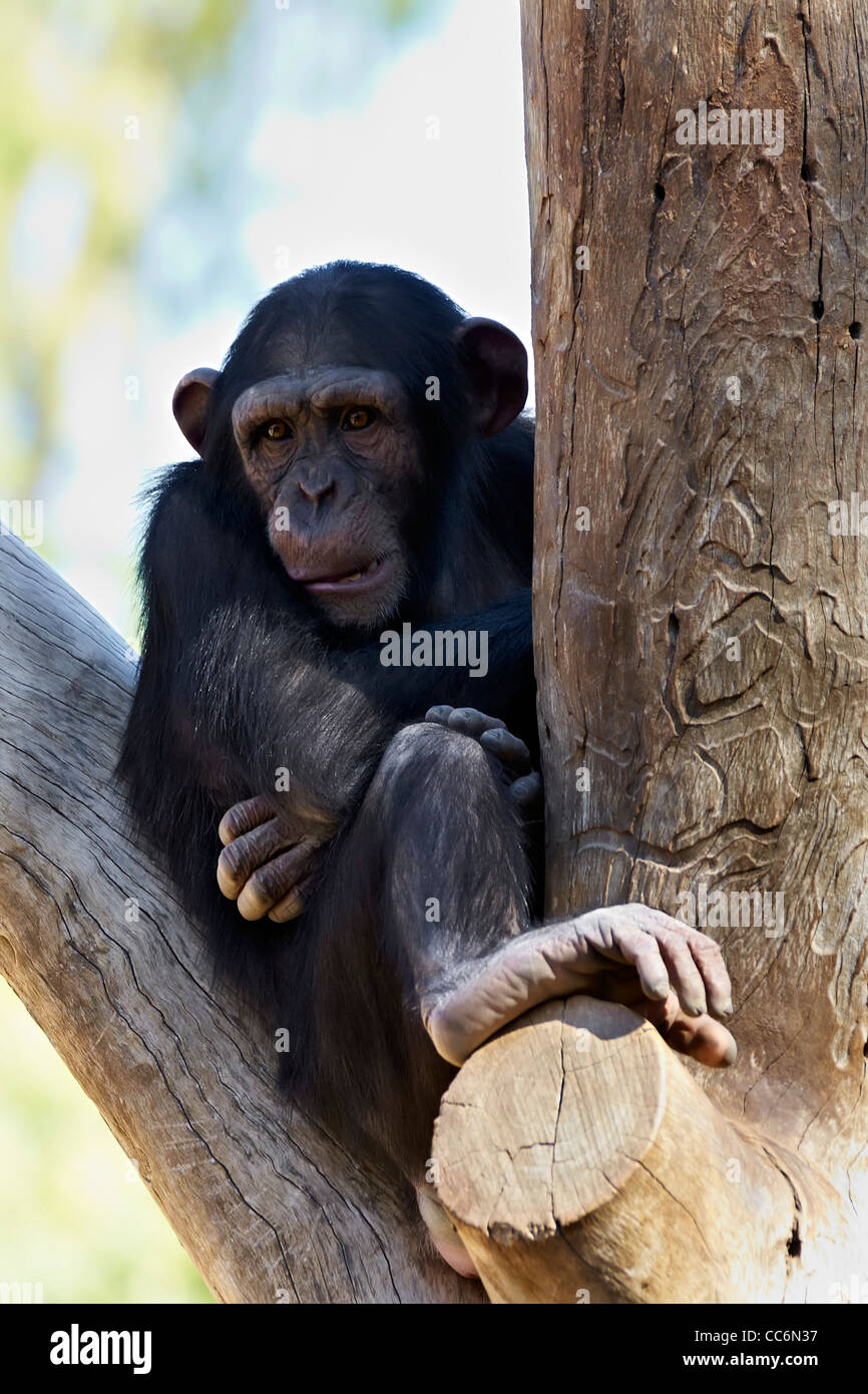in Gefangenschaft, Menschenaffen, Affen, Schimpansen Stockfoto