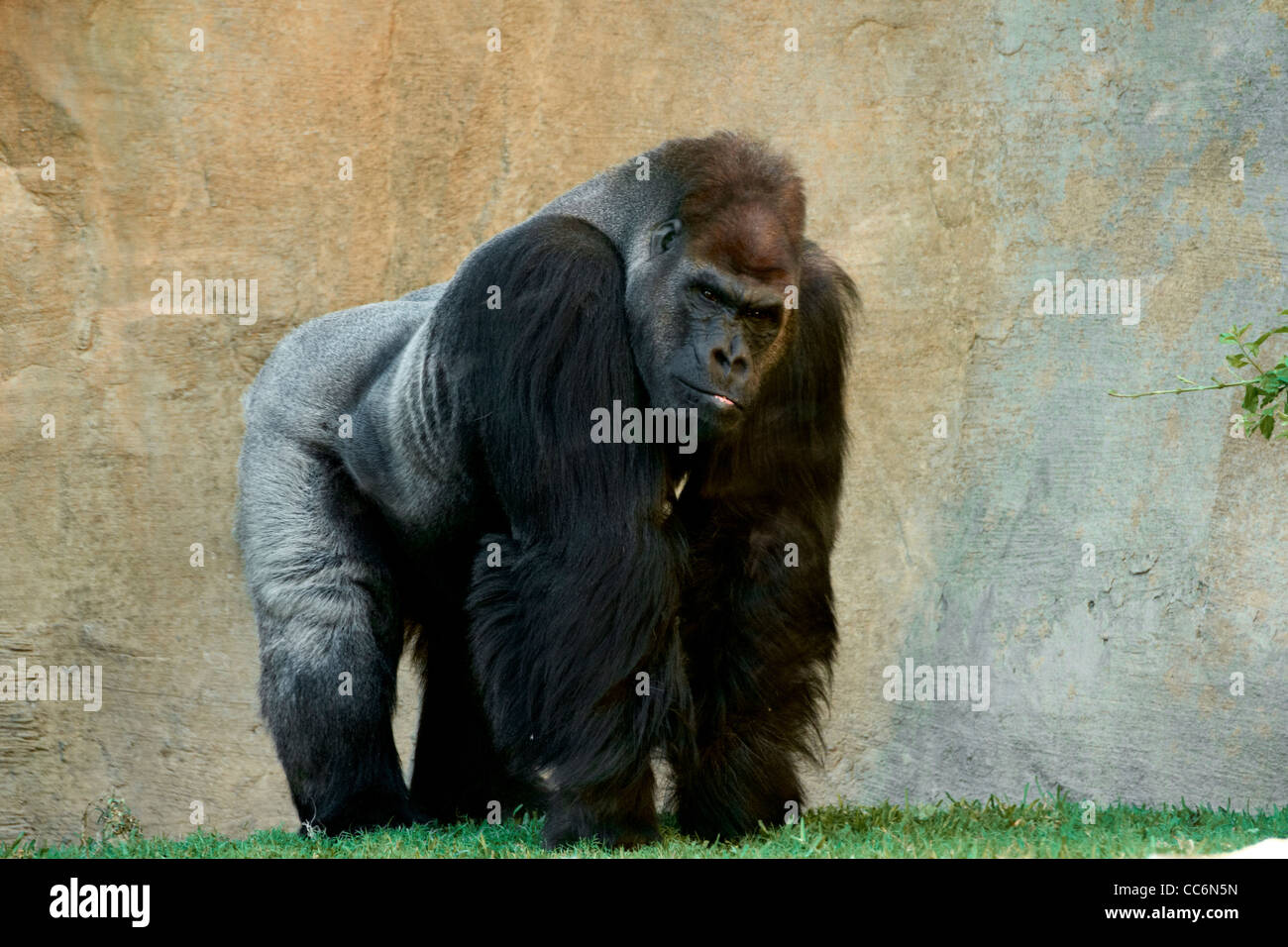 Gorilla, Menschenaffen, in Gefangenschaft Stockfoto