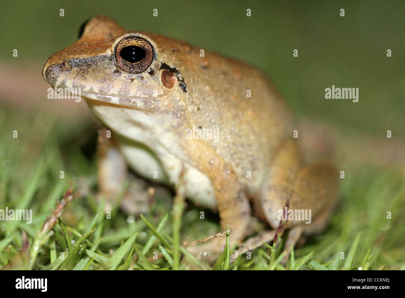 Der Rio Mamore Räuber Frosch (Pristimantis Fenestratus) im peruanischen Amazonas isoliert auf schwarz mit Platz für text Stockfoto