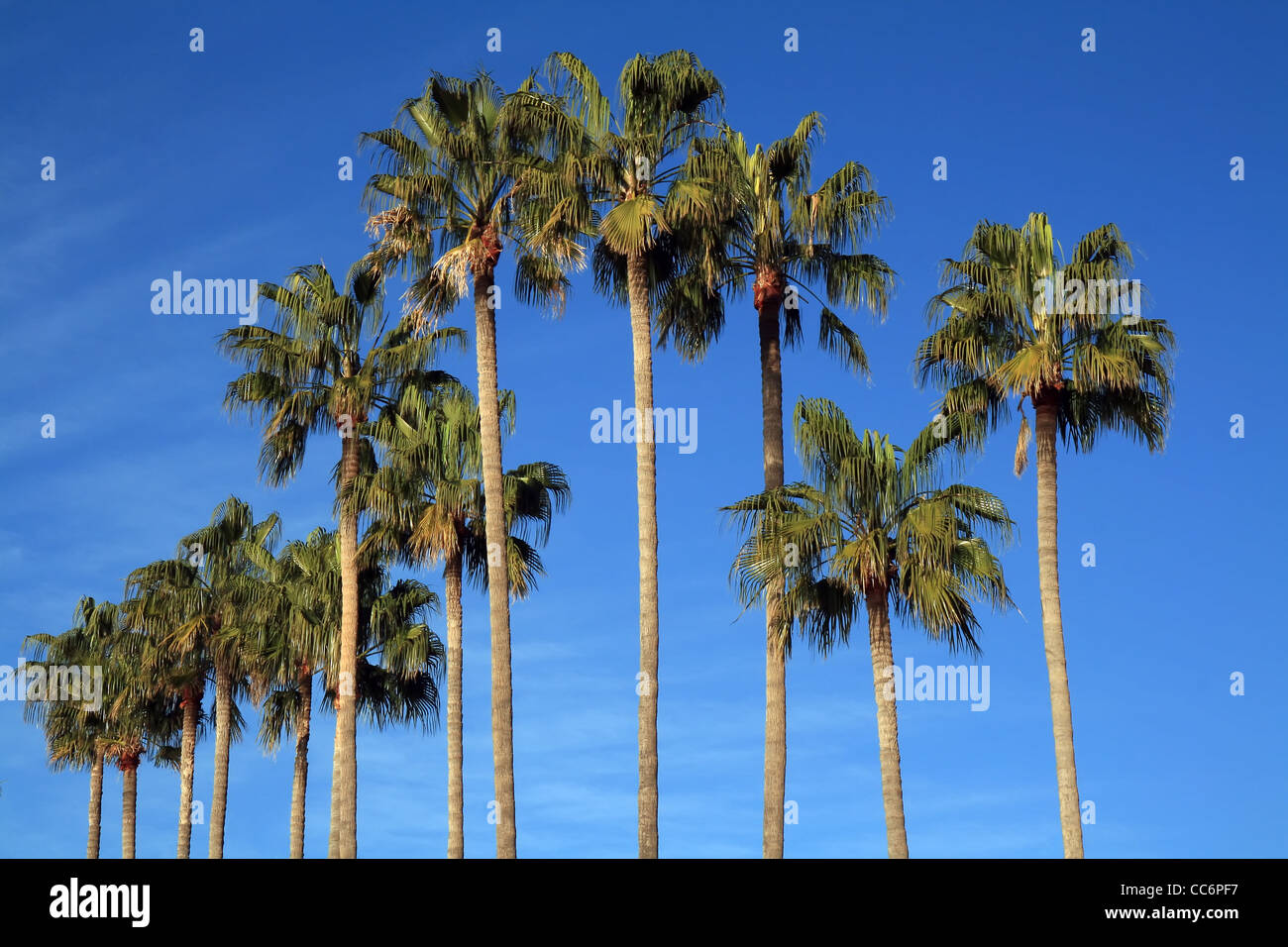 Mediterranen Palmen am Strand an der französischen Riviera. Stockfoto