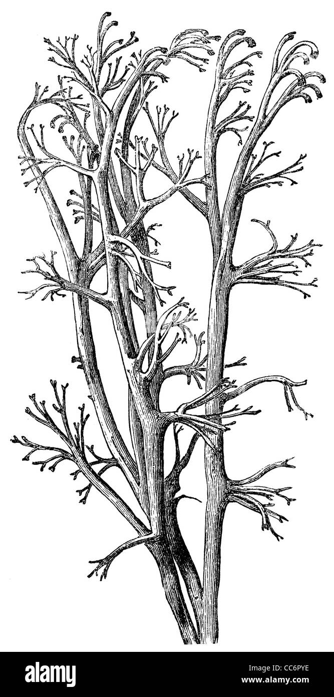 Cladonia Rangiferina, Rentier Flechten Stockfoto
