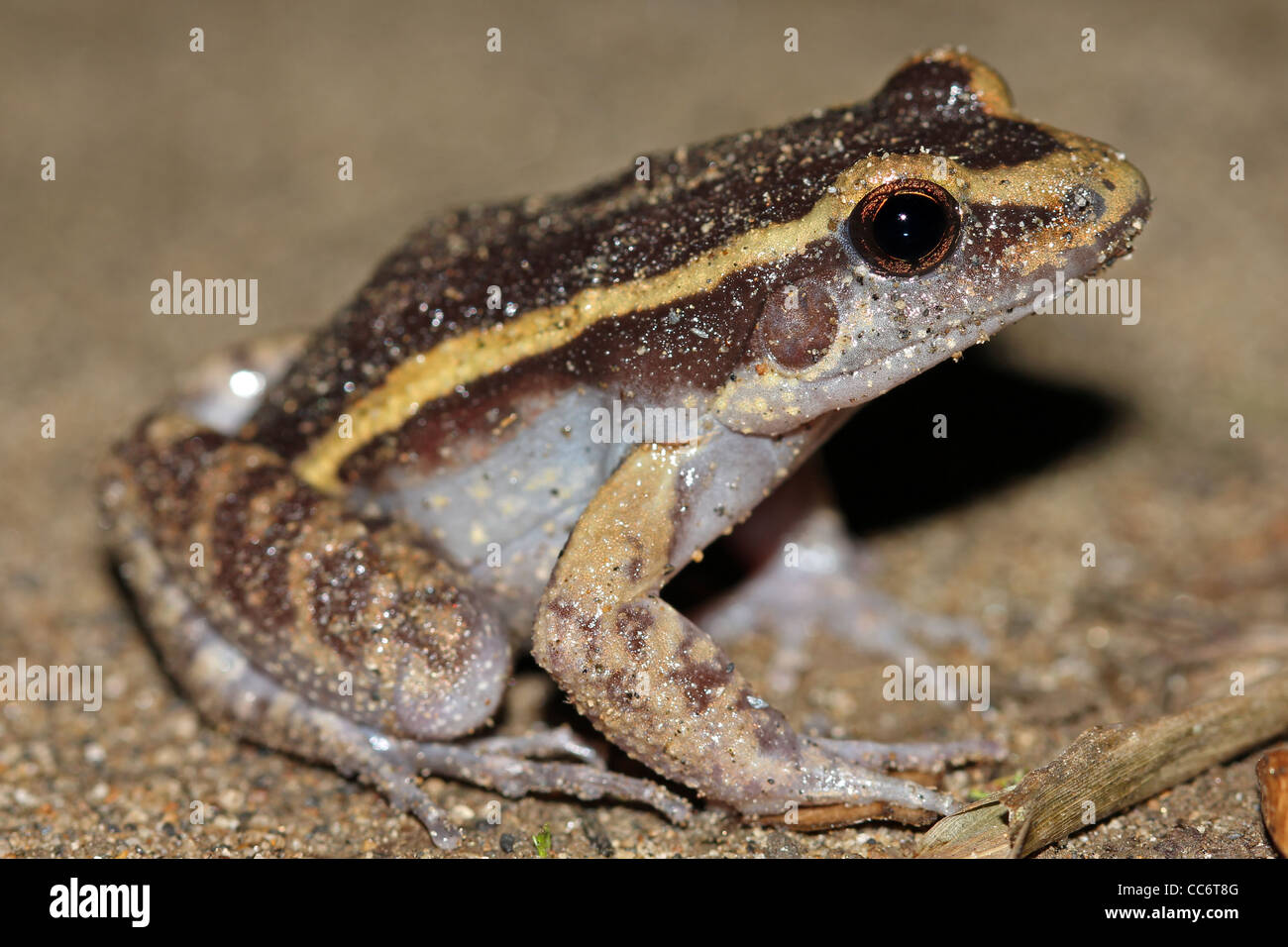 Der bemalte Antnest Frosch (Leptodactylus Lineatus) im peruanischen Amazonasgebiet Stockfoto