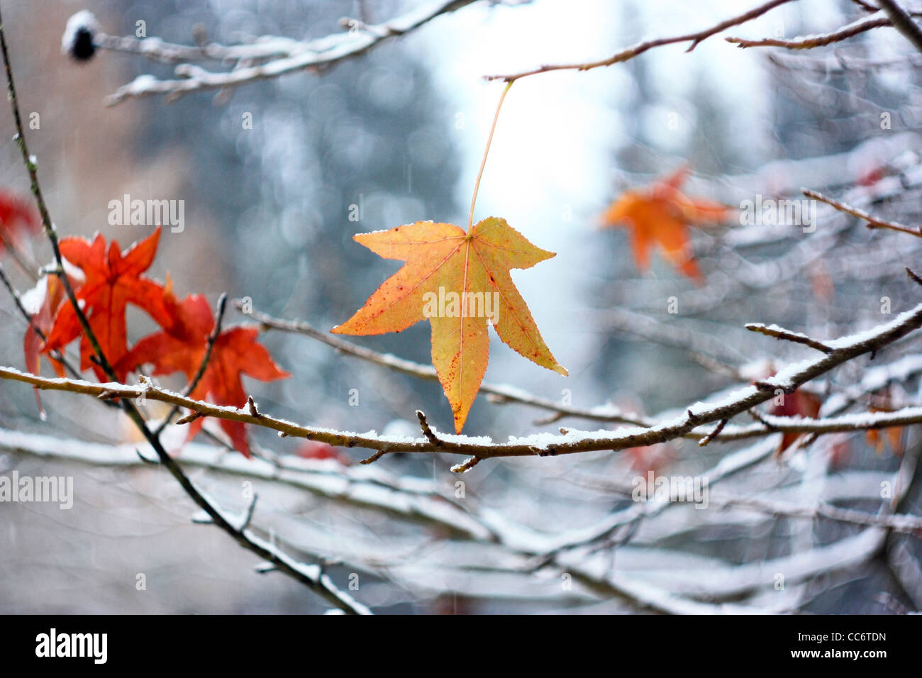 Farbige Blätter im Winterschnee. Stockfoto
