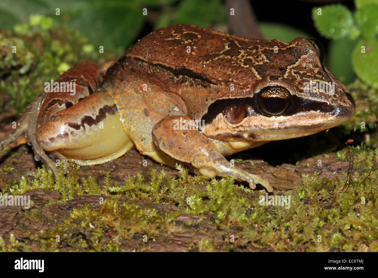 Der Amazon-Bandit-Frosch (Leptodactylus Didymus) im peruanischen Amazonasgebiet Stockfoto