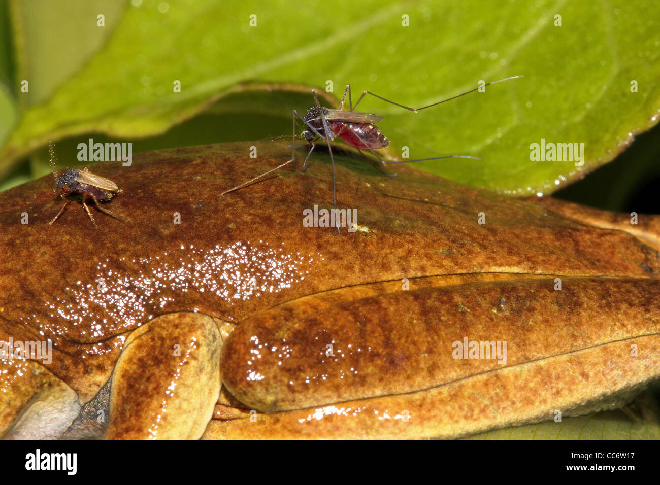 Beiden Mückenarten saugen das Blut von einem Frosch in der peruanischen Amazonas Stockfoto