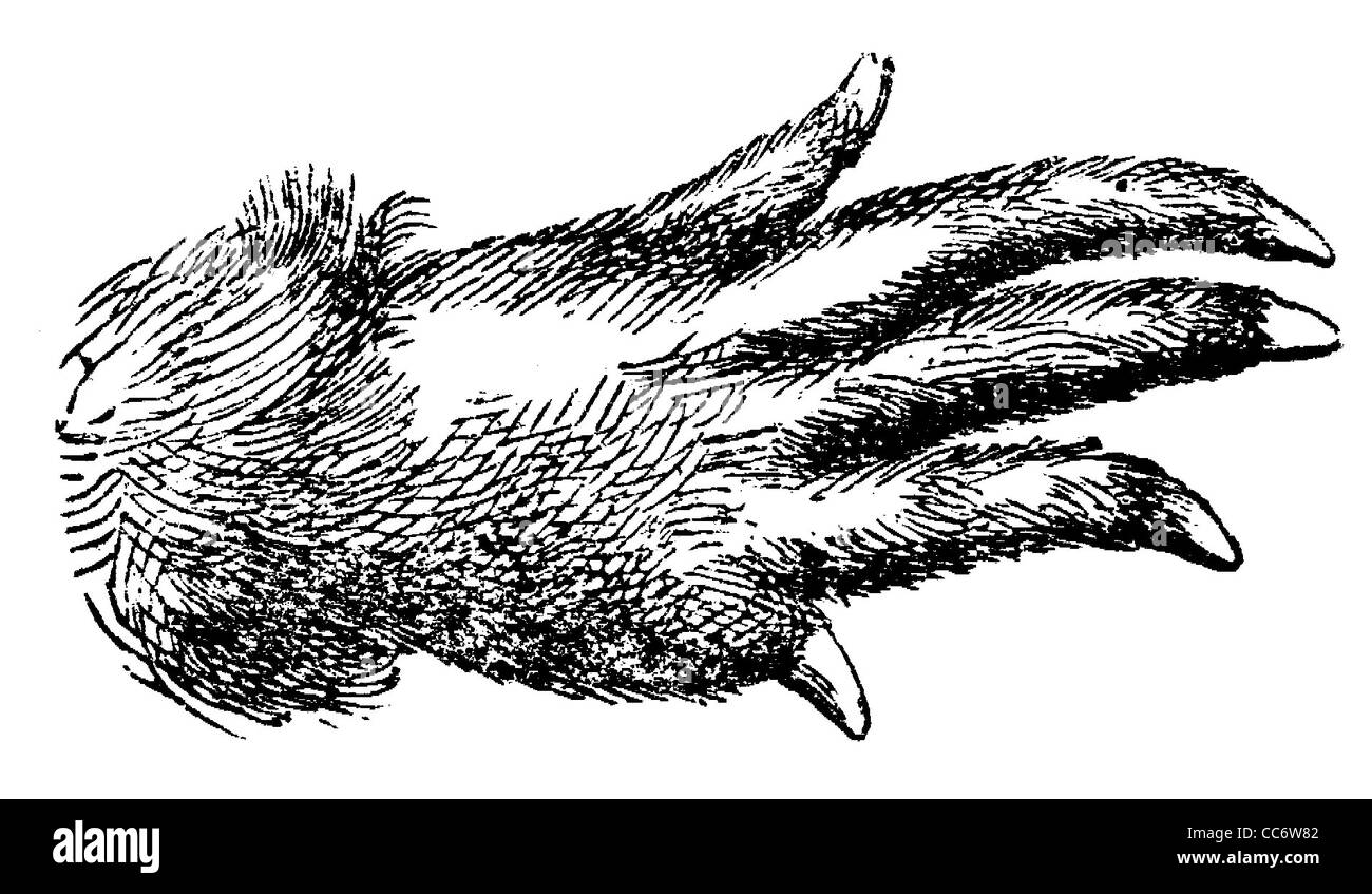 Biber: Vorfuß Stockfoto