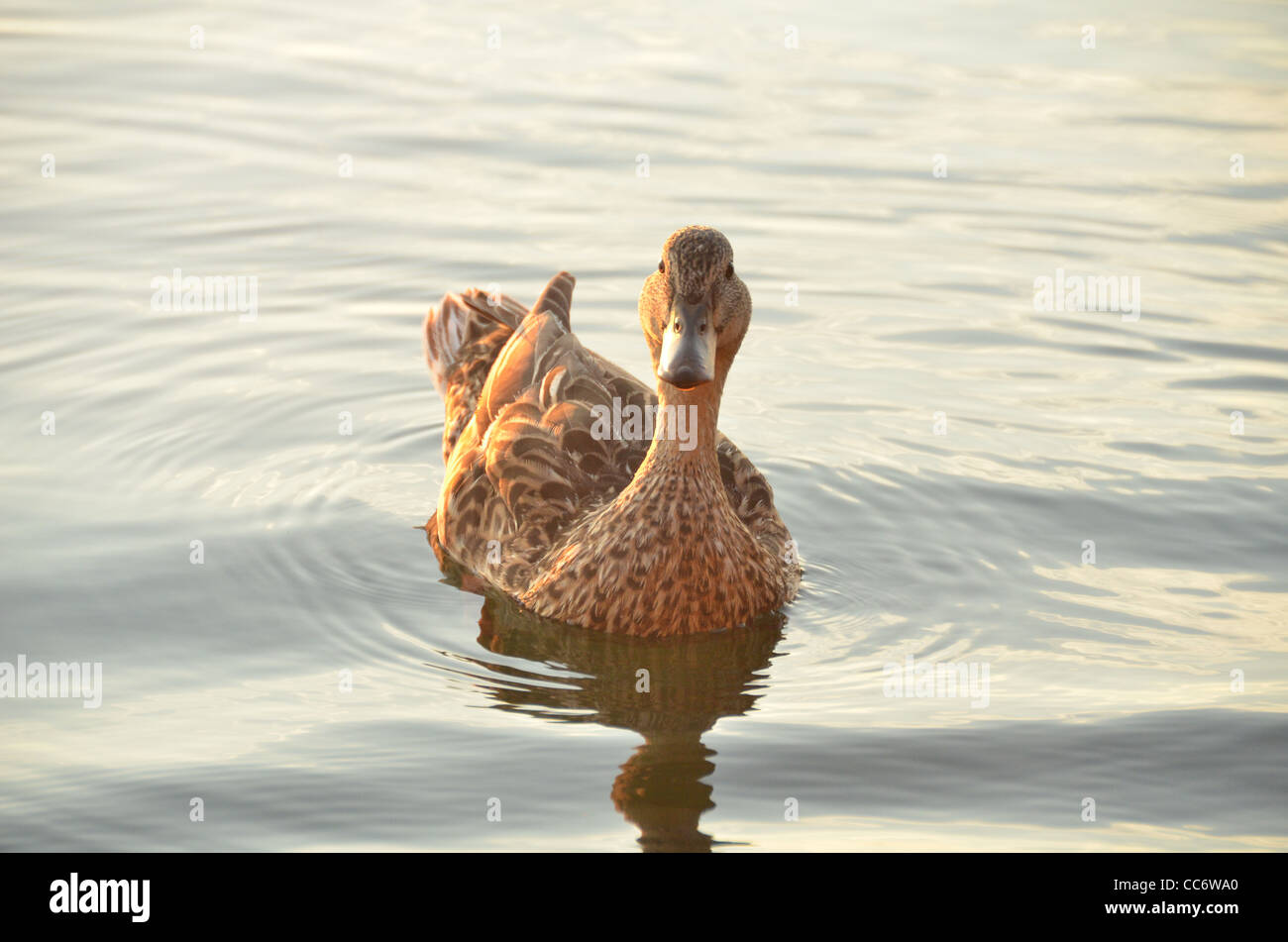 Nahaufnahme einer Ente auf einem See, Blick in die Kamera. Stockfoto