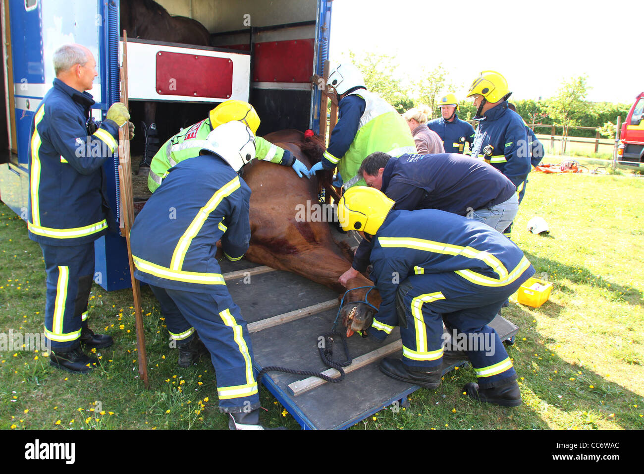 Ein Pferd Rettung auf der A1 in Cambridgeshire, nachdem das Pferd Bein während des Transports gefangen wurde. Stockfoto