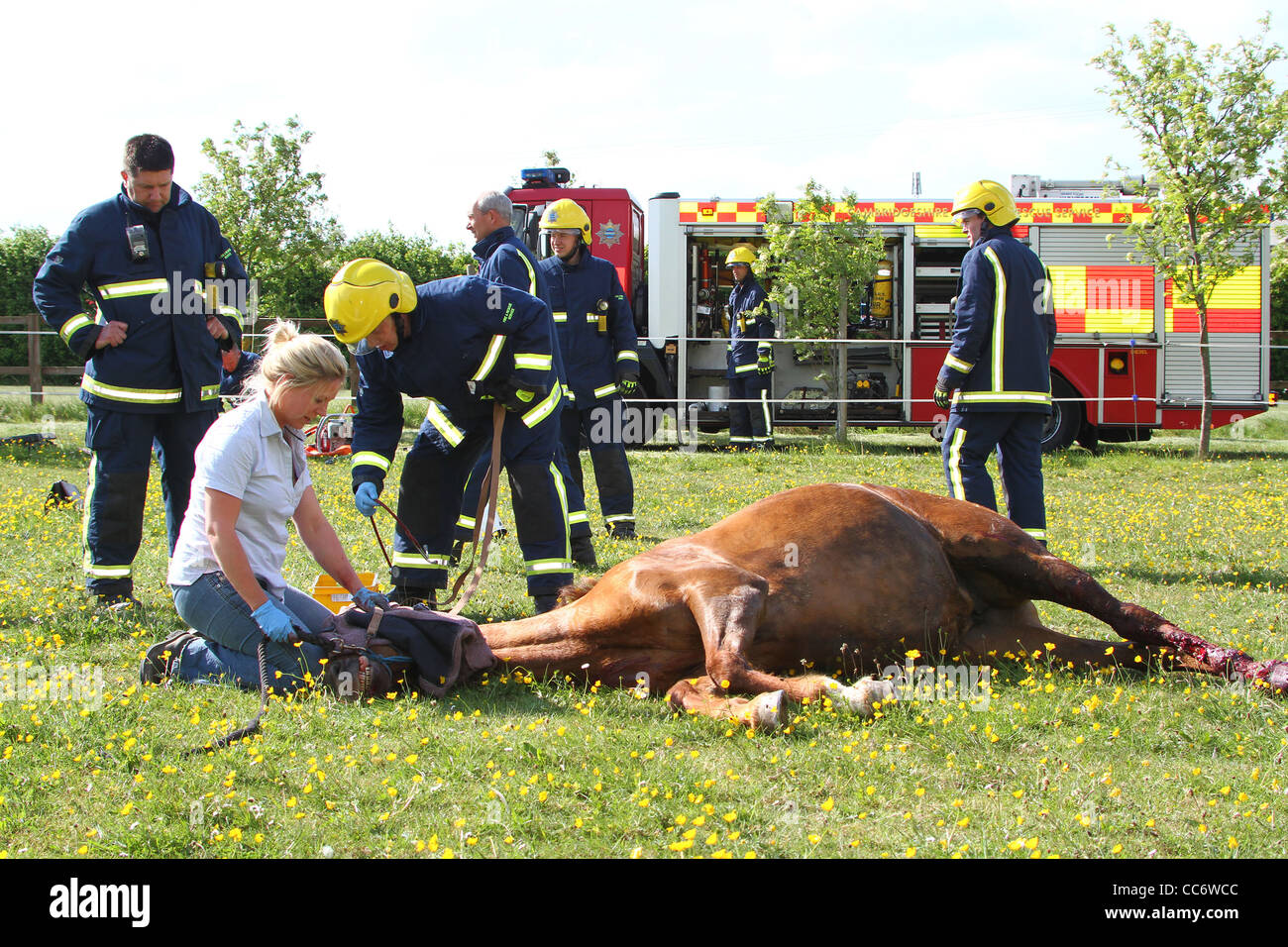 Ein Pferd Rettung auf der A1 in Cambridgeshire, nachdem das Pferd Bein während des Transports gefangen wurde. Stockfoto