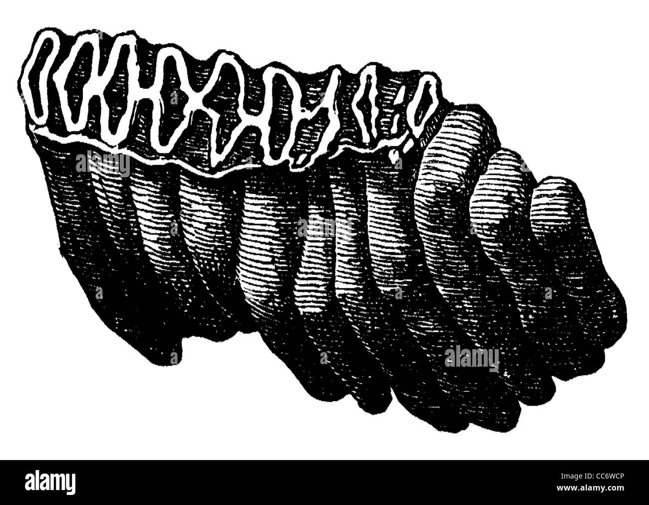 Afrikanischer Elefant: molare Stockfoto