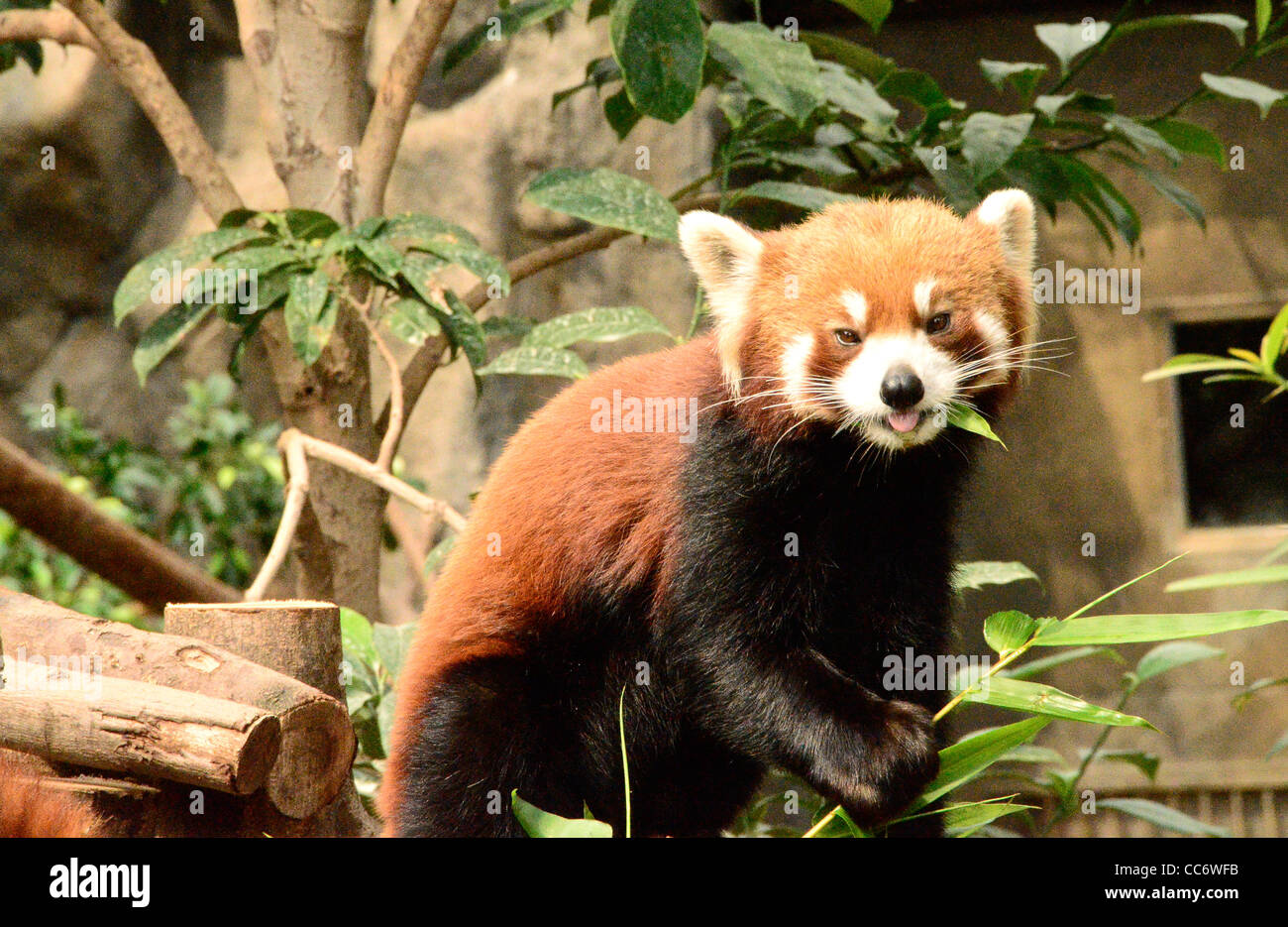 Ein Roter Panda isst ein Blatt und schaut in die Kamera. Stockfoto