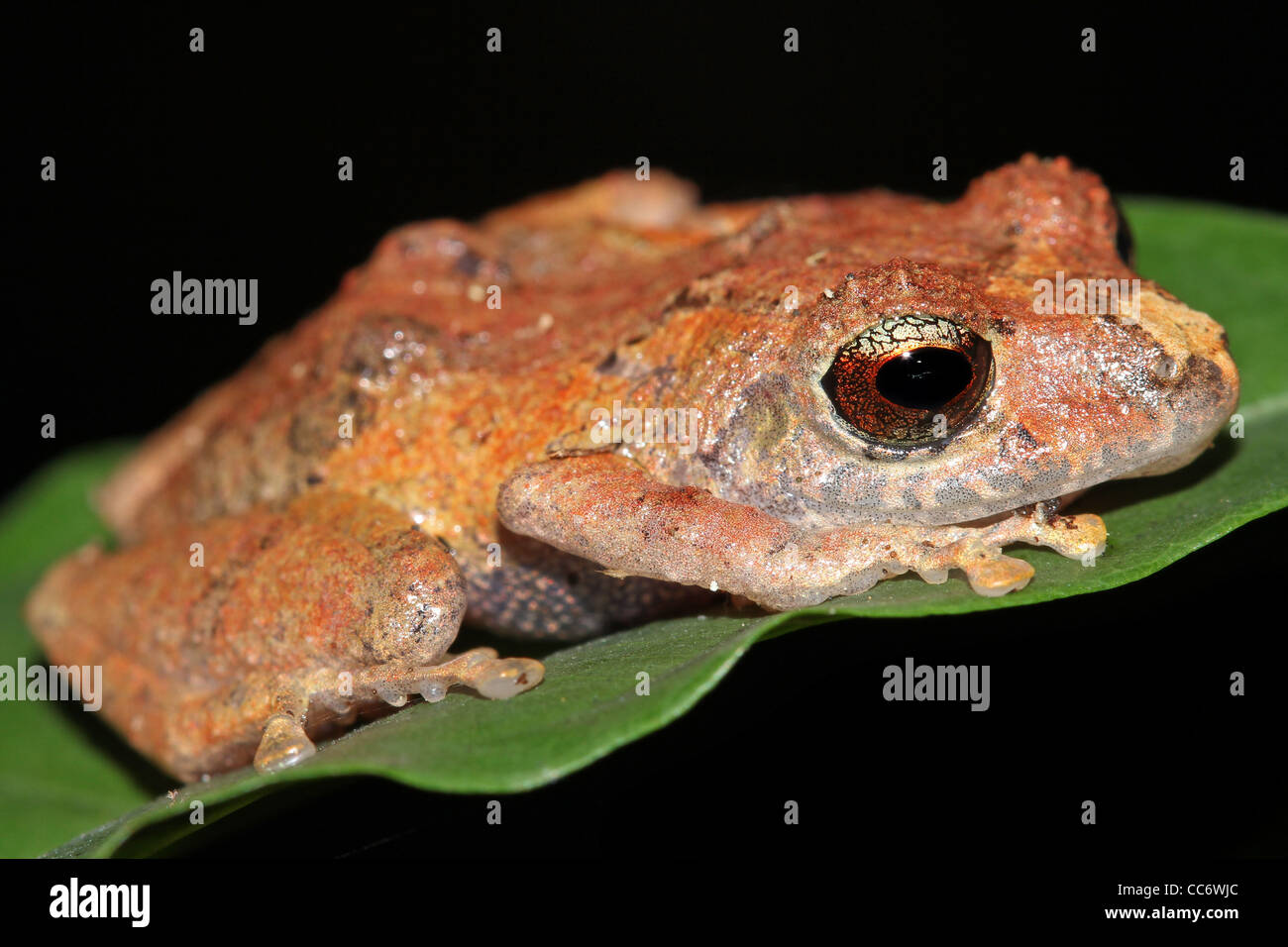 Ein Amazonas regen Frosch (Pristimantis Ockendeni) im peruanischen Amazonasgebiet Stockfoto