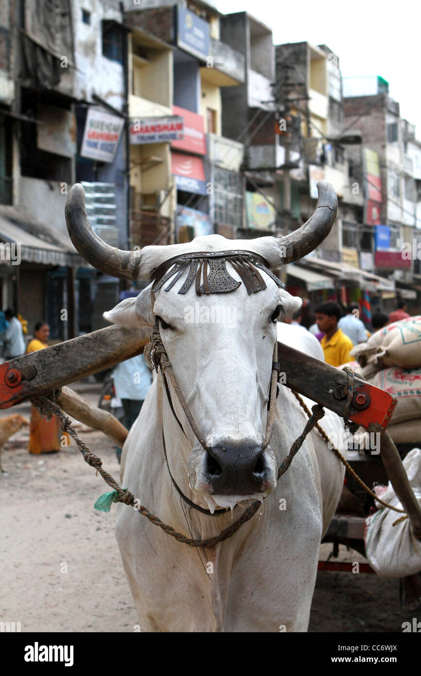 Kuh mit Kopf Ornament. Delhi. Indien Stockfoto