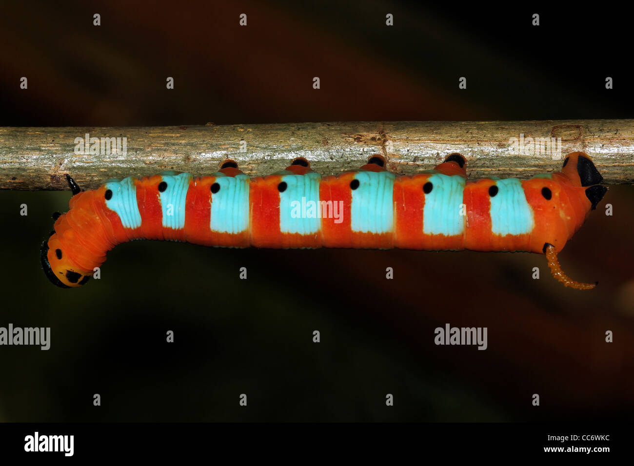 Eine NEON-rot und blau-Raupe aus dem peruanischen Amazonas Stockfoto