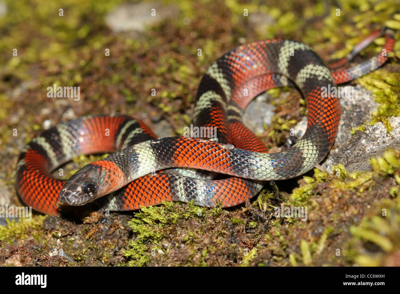 Korallenschlange Nachahmen Stockfotos Und Bilder Kaufen Alamy