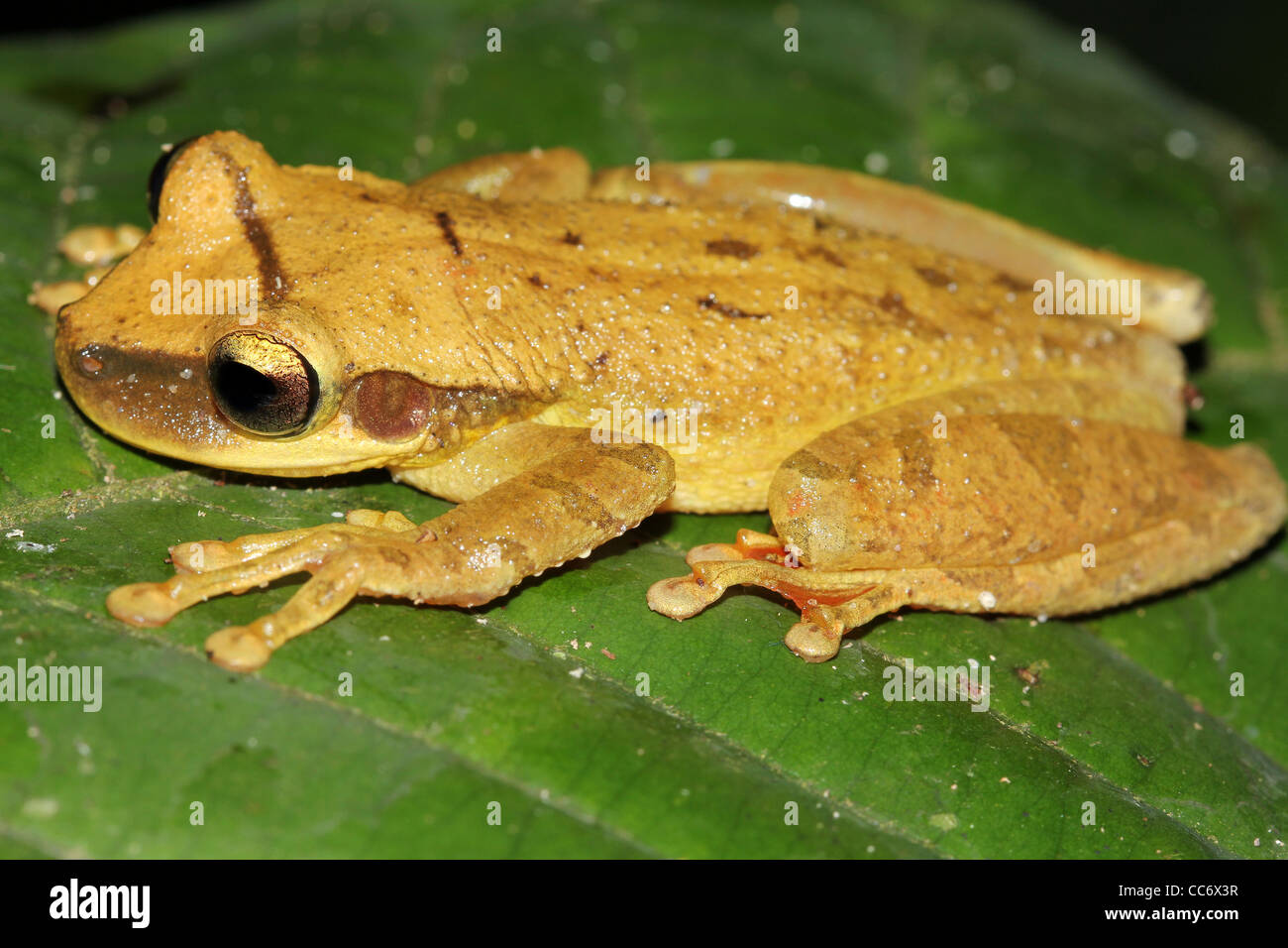 Ein Cayenne schlanken Beinen Treefrog (Osteocephalus Leprieurii) im peruanischen Amazonasgebiet Stockfoto