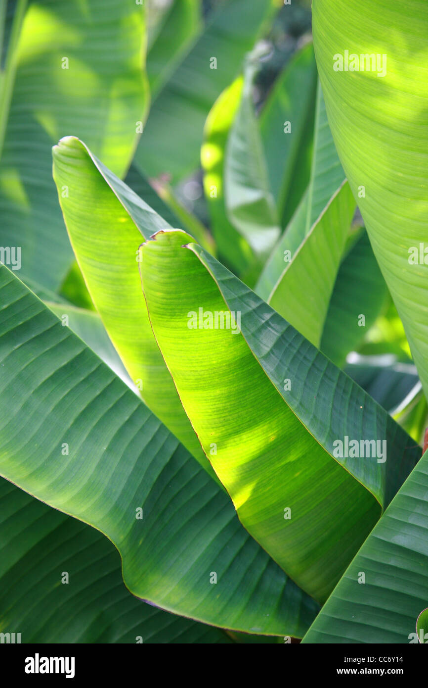 Bananenblatt Stockfoto